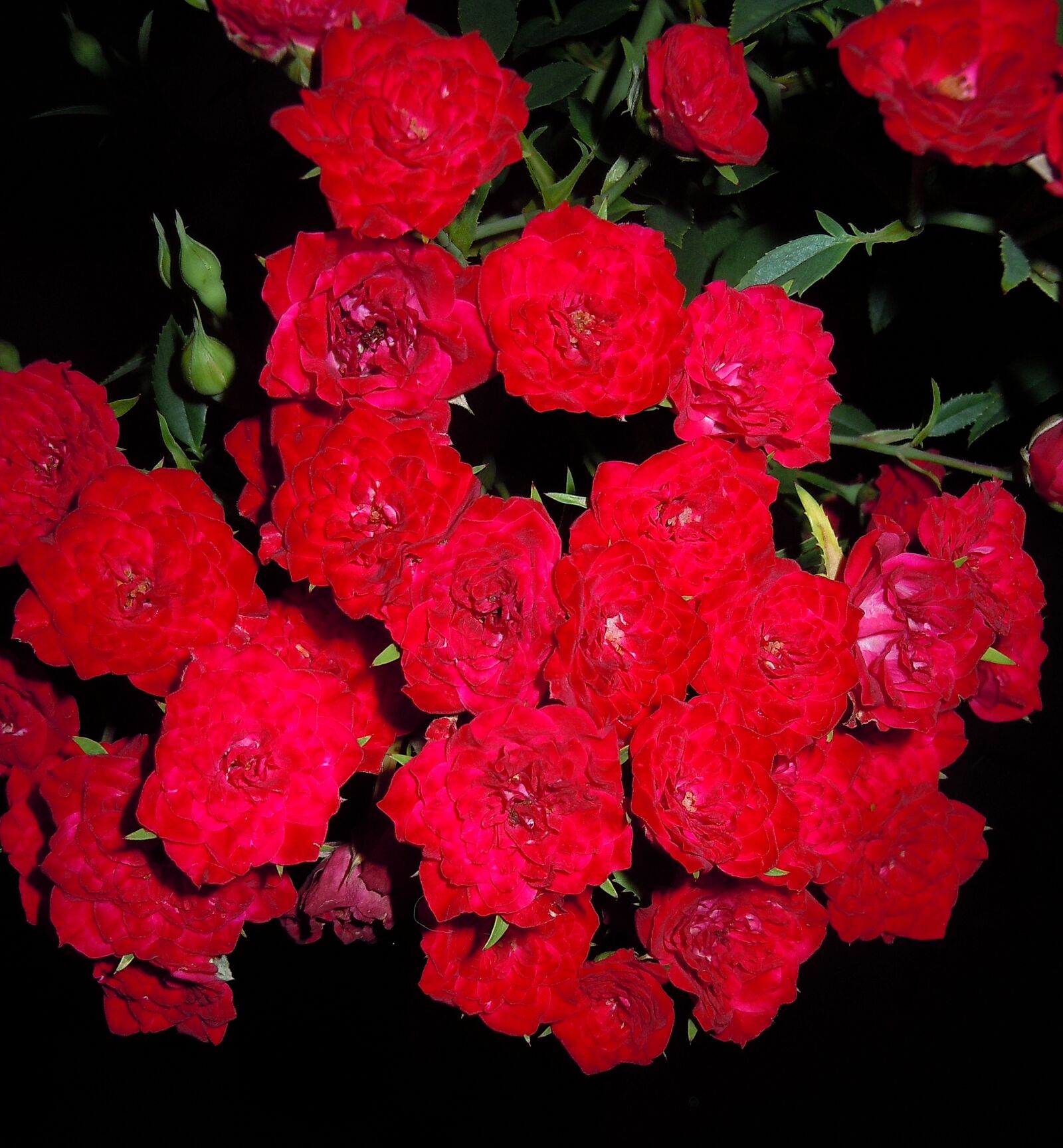 Nikon Coolpix S6000 sample photo