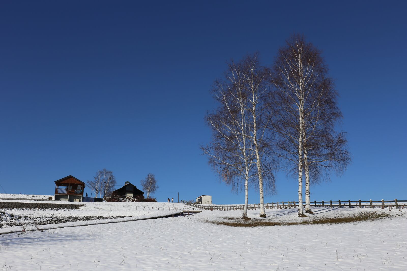 Canon EF 24-70mm F4L IS USM sample photo. Hokkaido, tree, snow photography