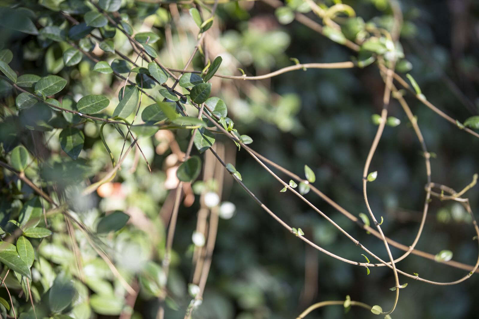 Canon RF 85mm F1.2L USM sample photo. Plant, leaves, green photography