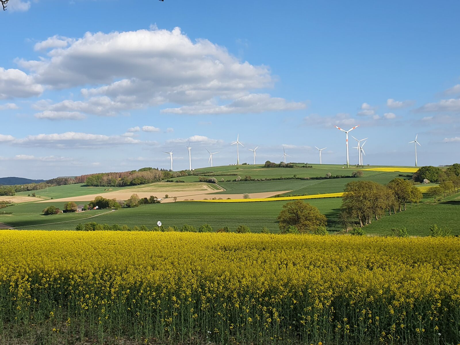 Samsung Galaxy S10 sample photo. Field of rapeseeds, nature photography