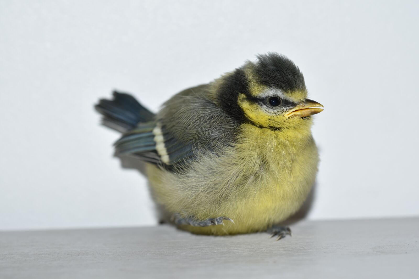 Nikon D5600 sample photo. Bird, bird tit, tit photography