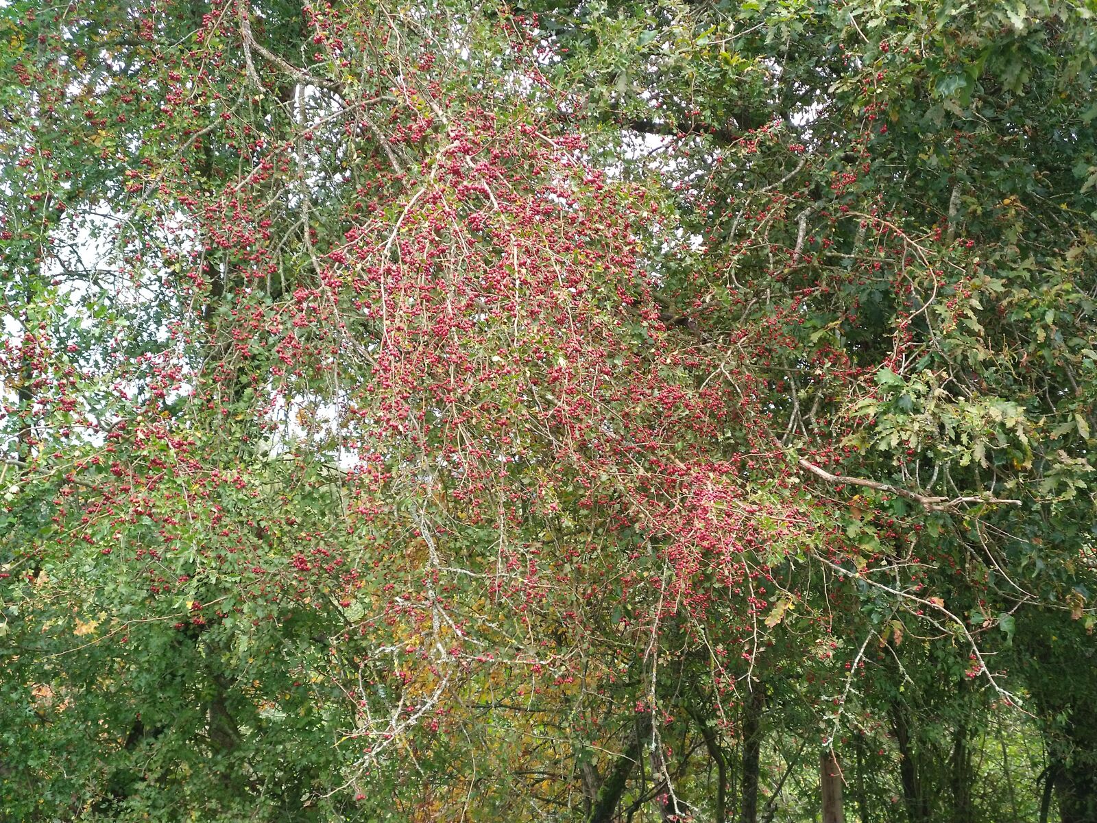 HMD Global Nokia 7 plus sample photo