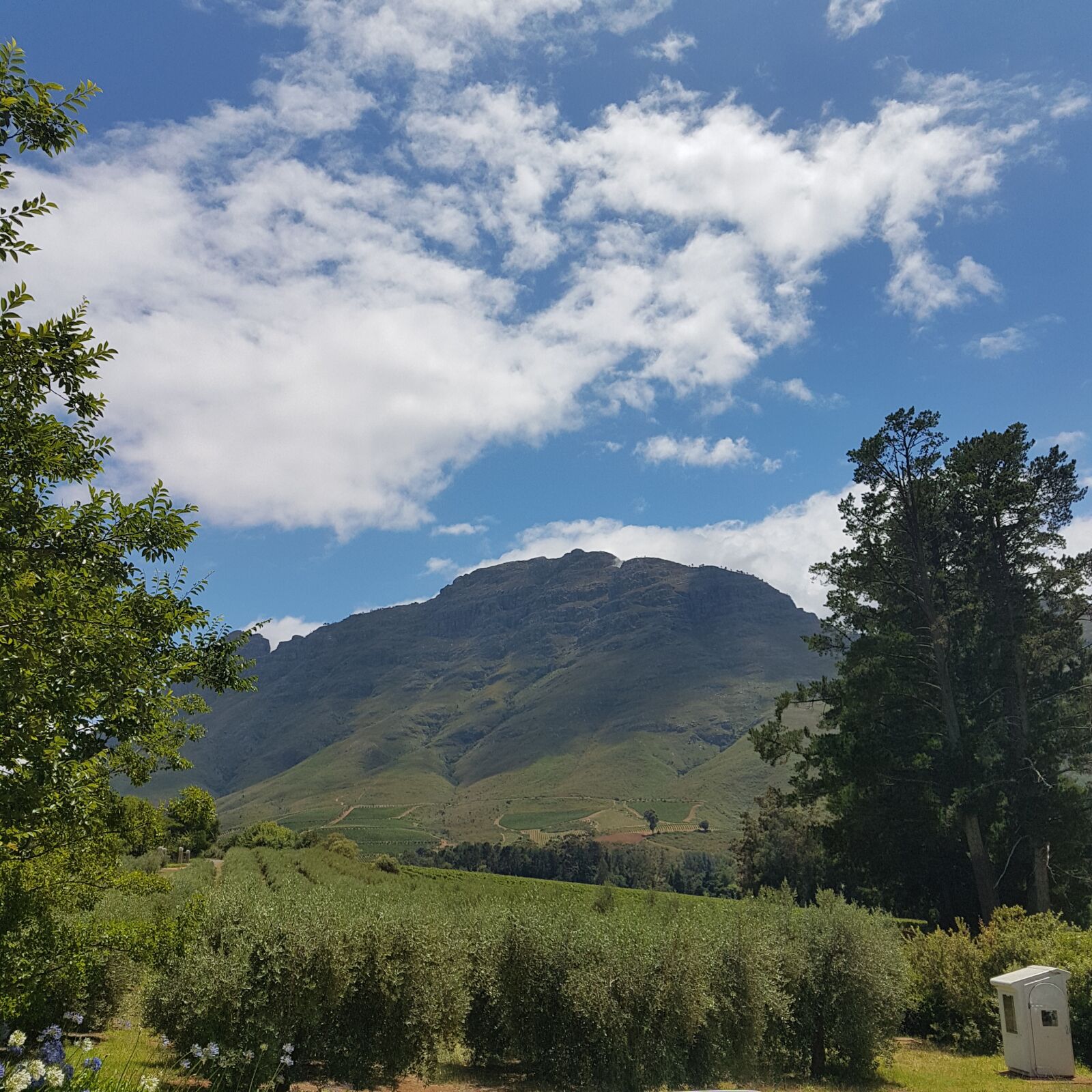 Samsung Galaxy S7 Edge sample photo. Stellenbosch, mountain, vineyard photography
