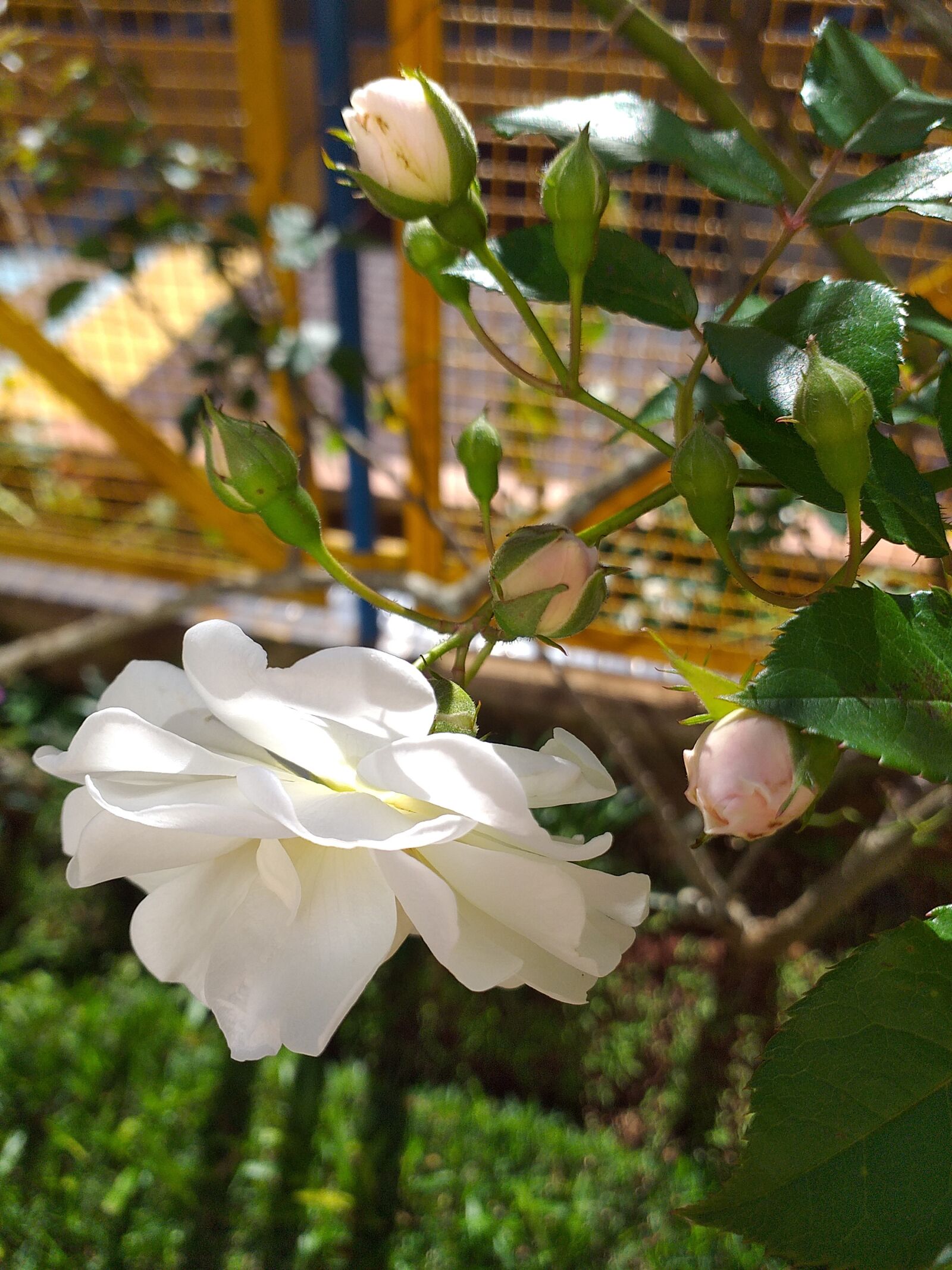 Samsung Galaxy J6+ sample photo. White rose, garden, flowers photography