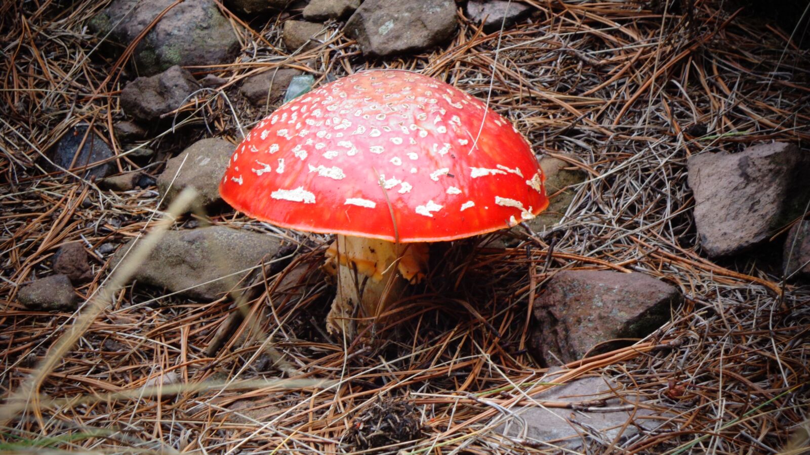 Sony DSC-W650 sample photo. Fungus, mushroom, nature photography
