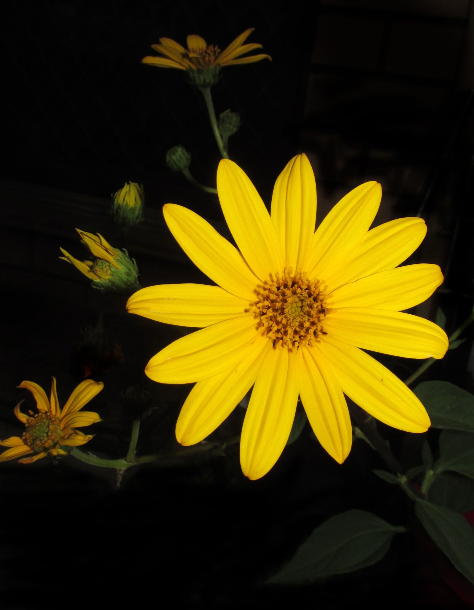 Canon PowerShot SX170 IS sample photo. Flower, summer, flora photography