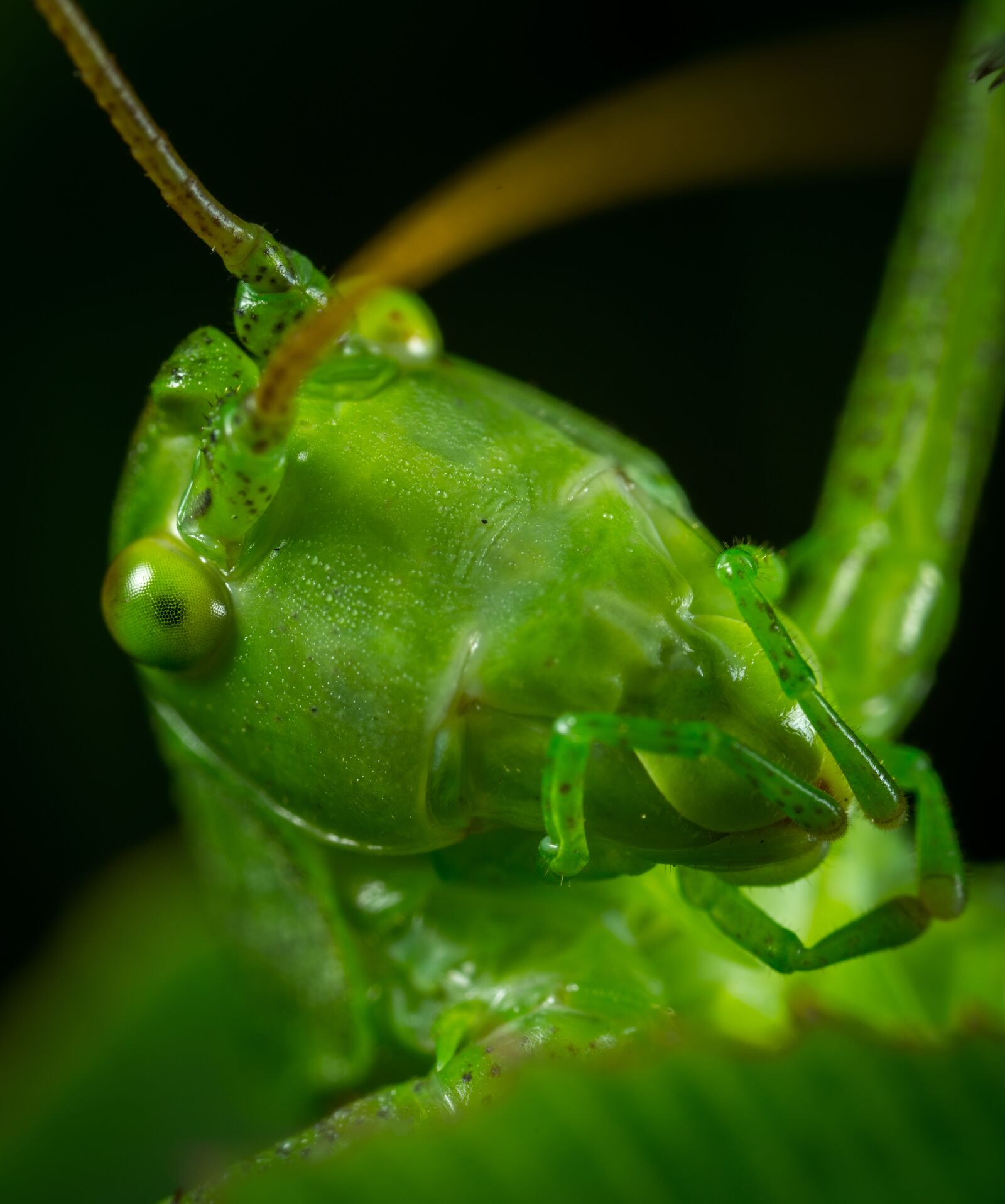 #124 65/2.8 sample photo. Bespozvonochnoe, insect, no one photography