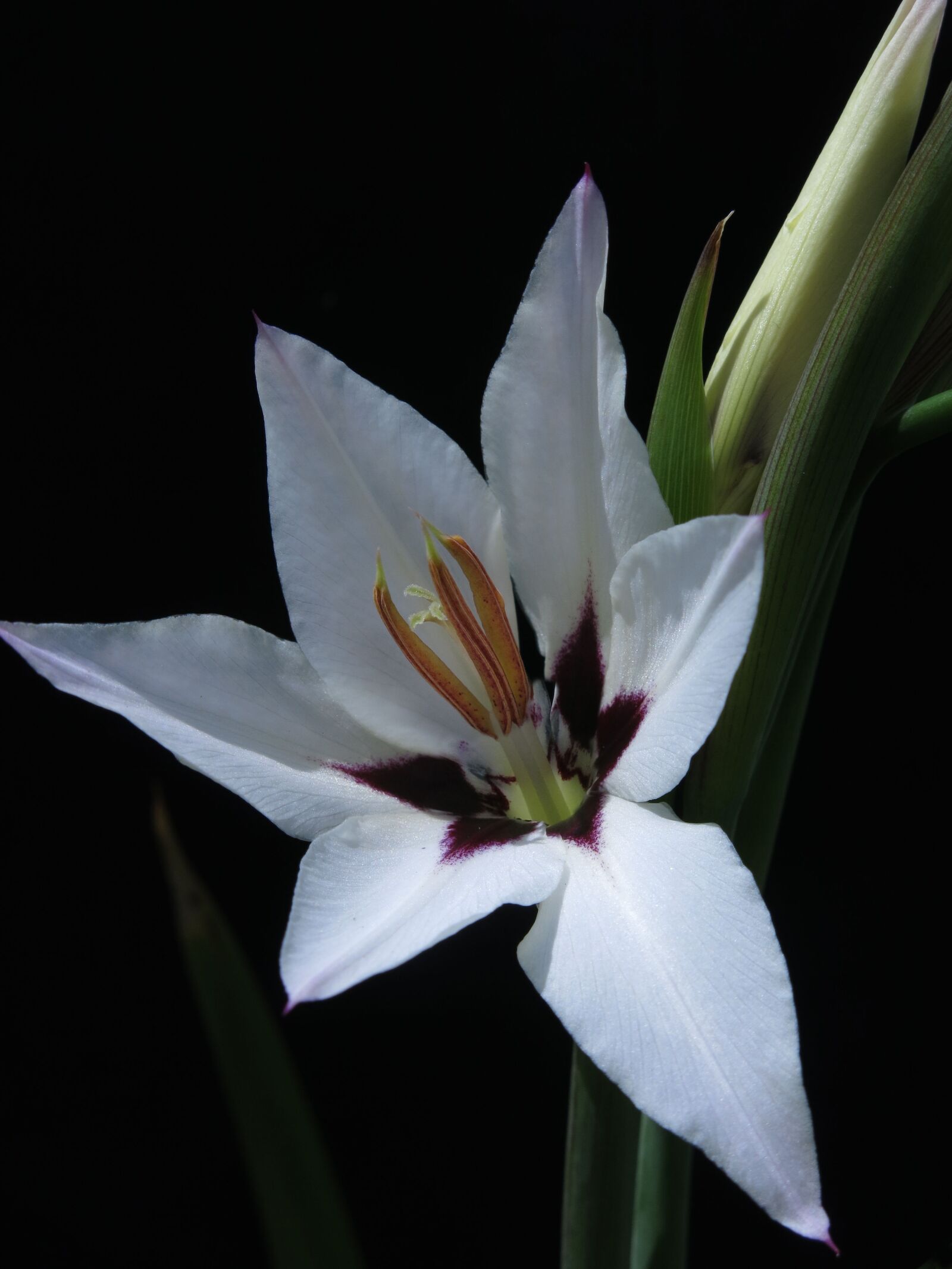 Canon PowerShot G15 sample photo. Gladiolus, star gladiolus, acidanthera photography