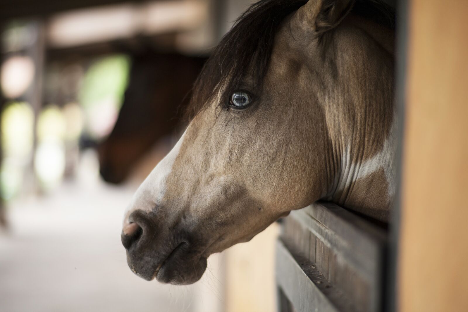 ZEISS Planar T* 85mm F1.4 sample photo. Horse, head, animal photography