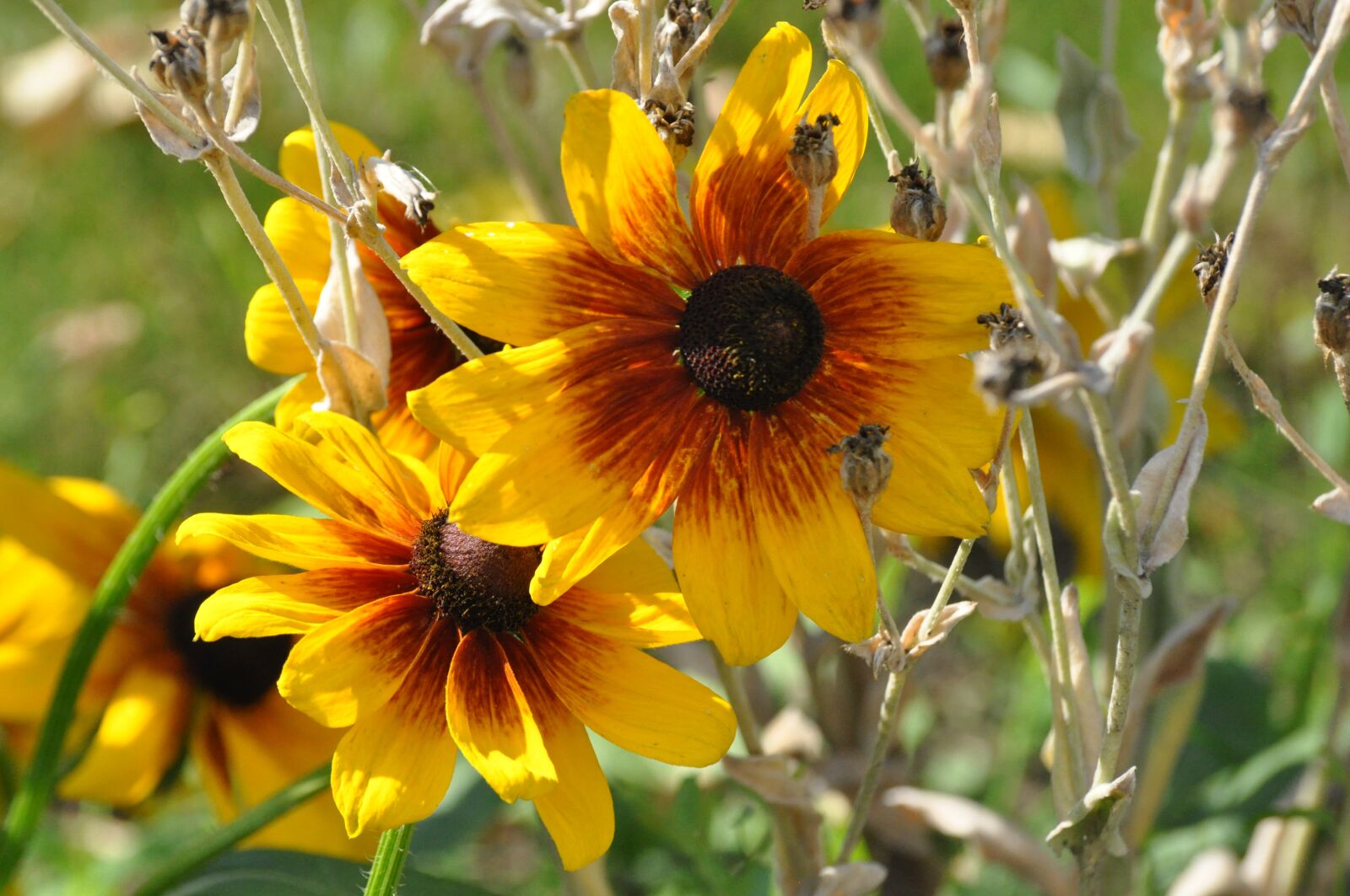 Nikon D90 sample photo. Flowers, summer, garden photography