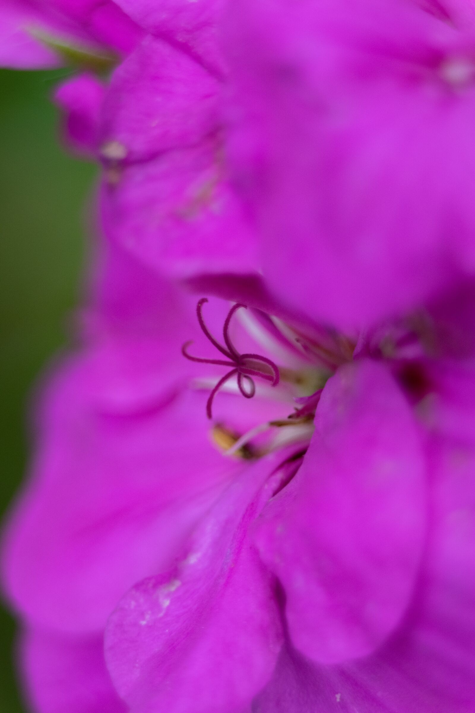Nikon D3300 sample photo. Flower, nature, petal photography