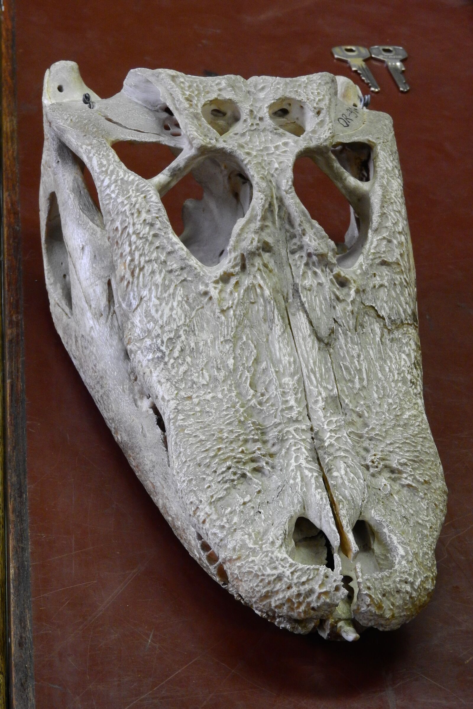 Nikon Coolpix P610 sample photo. Alligator, skull, cranium photography