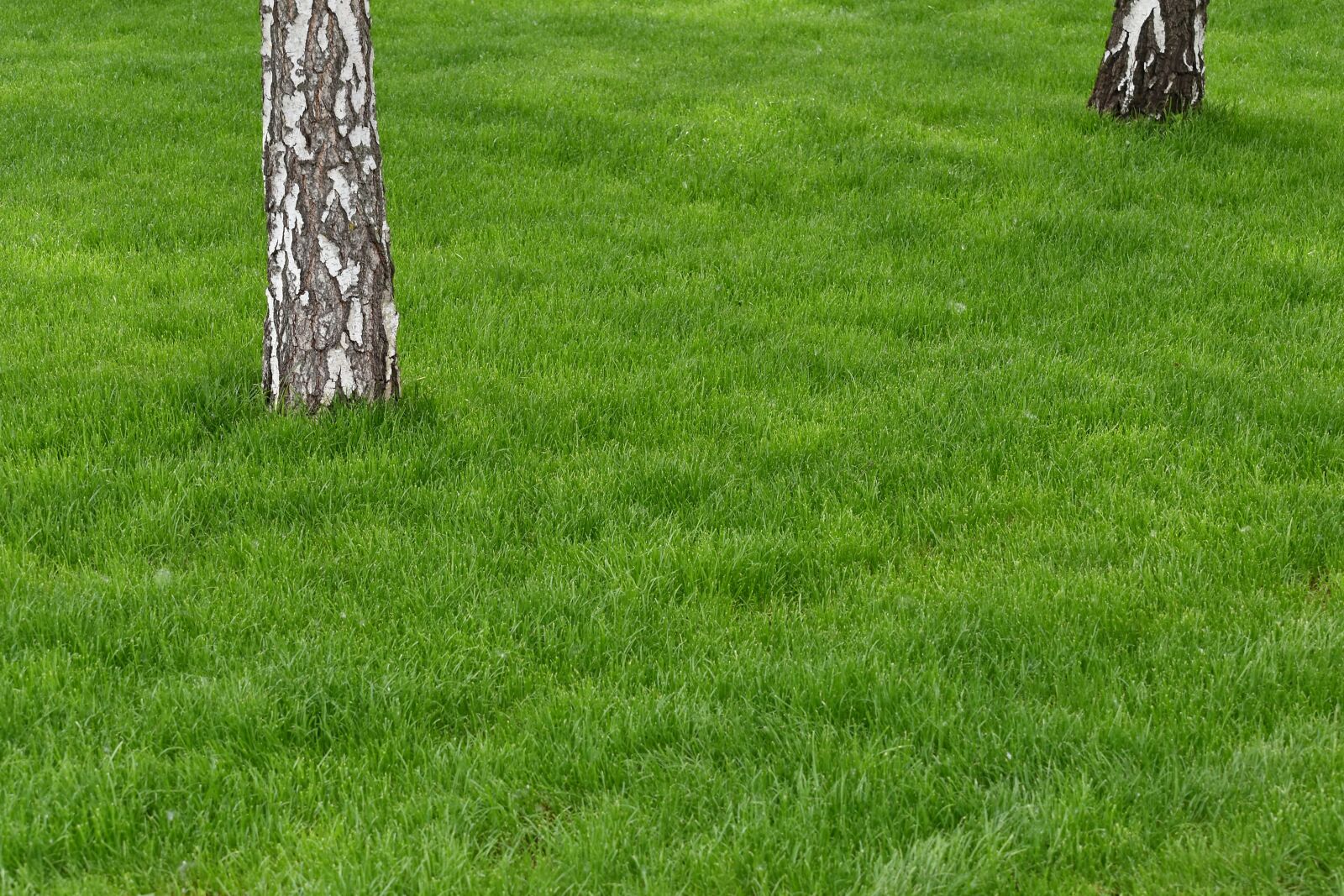 Nikon D5500 sample photo. Birch, grass, lawn, field photography