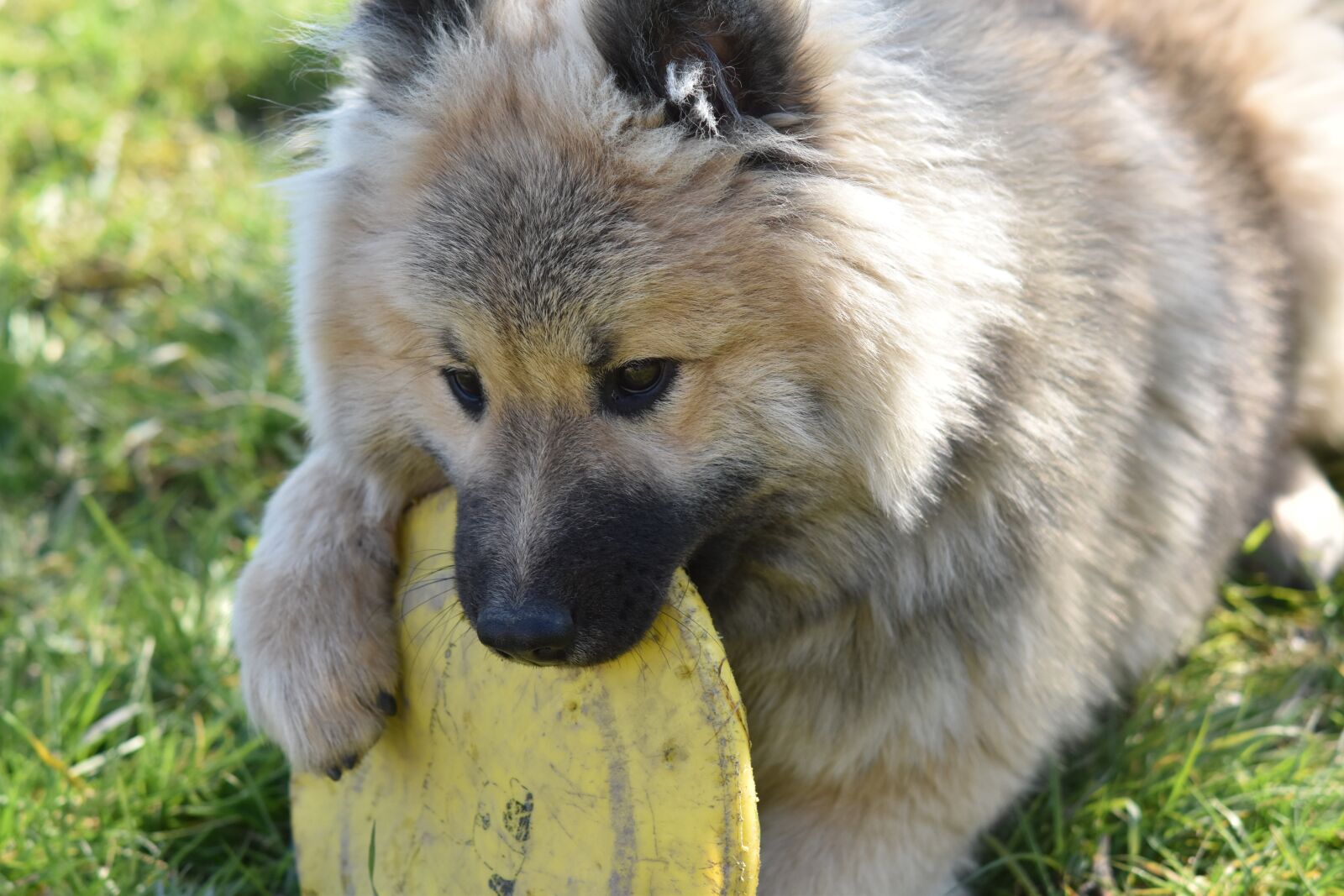 Nikon D5600 sample photo. Dog, dog eurasier, eurasier photography