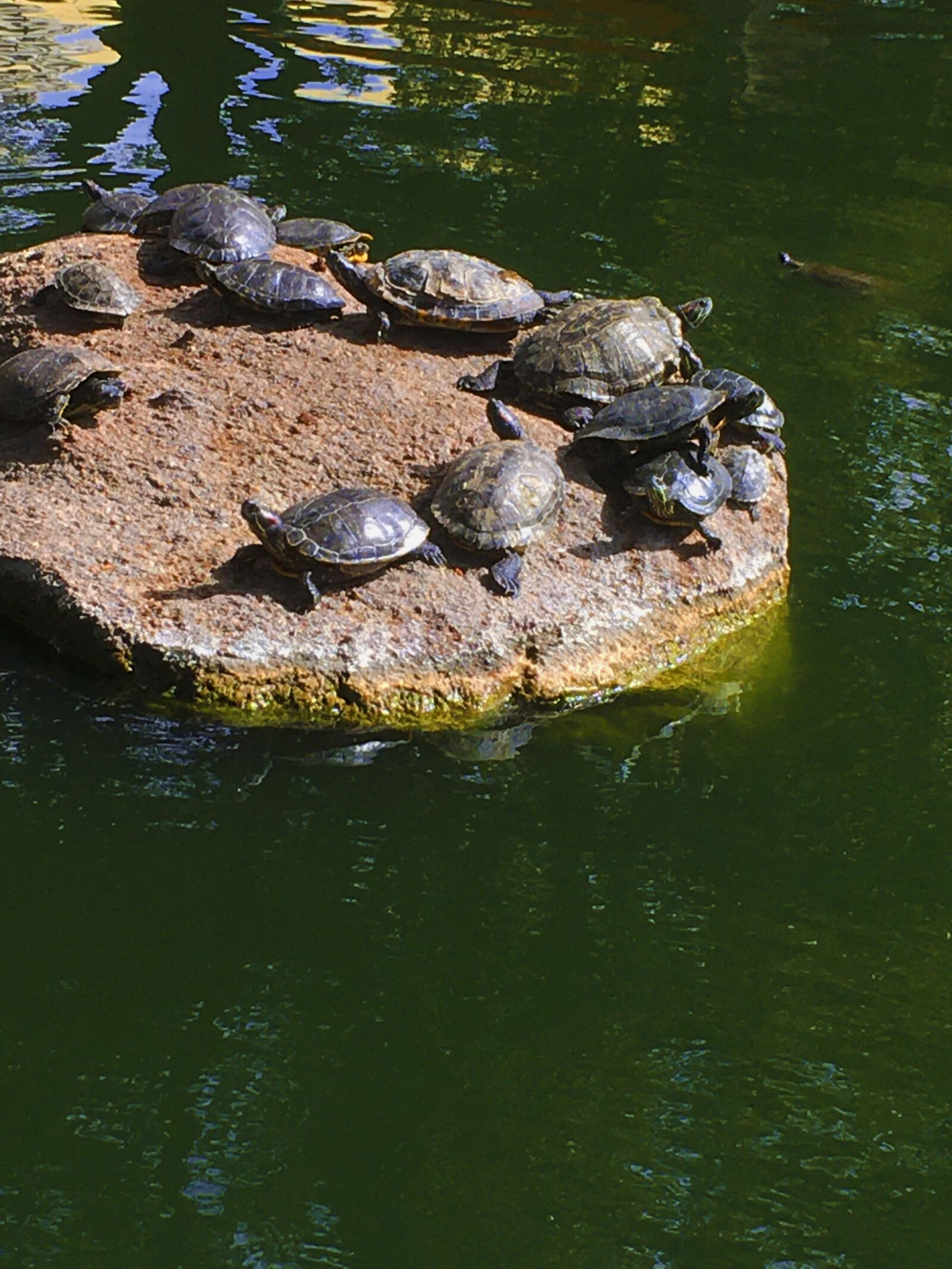 Apple iPhone SE sample photo. Turtles, pond, sun photography