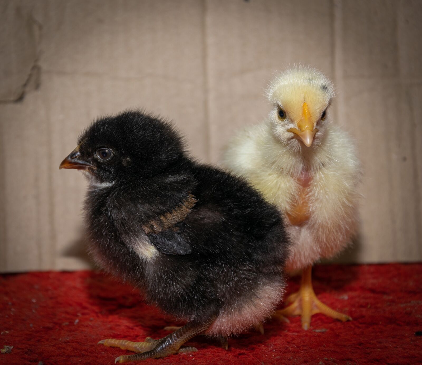 Nikon D3300 sample photo. Chicken little, chicken, animal photography