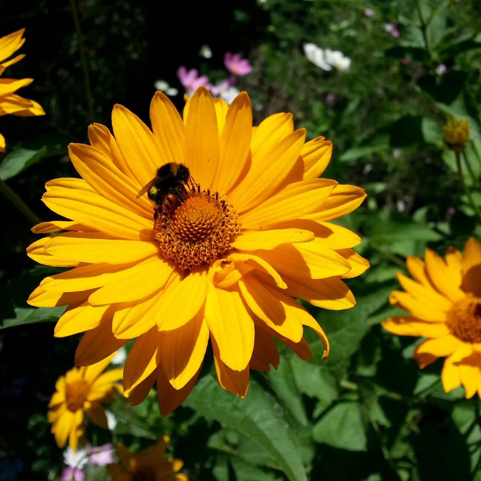 Samsung Galaxy S3 sample photo. Flower, yellow, bee photography