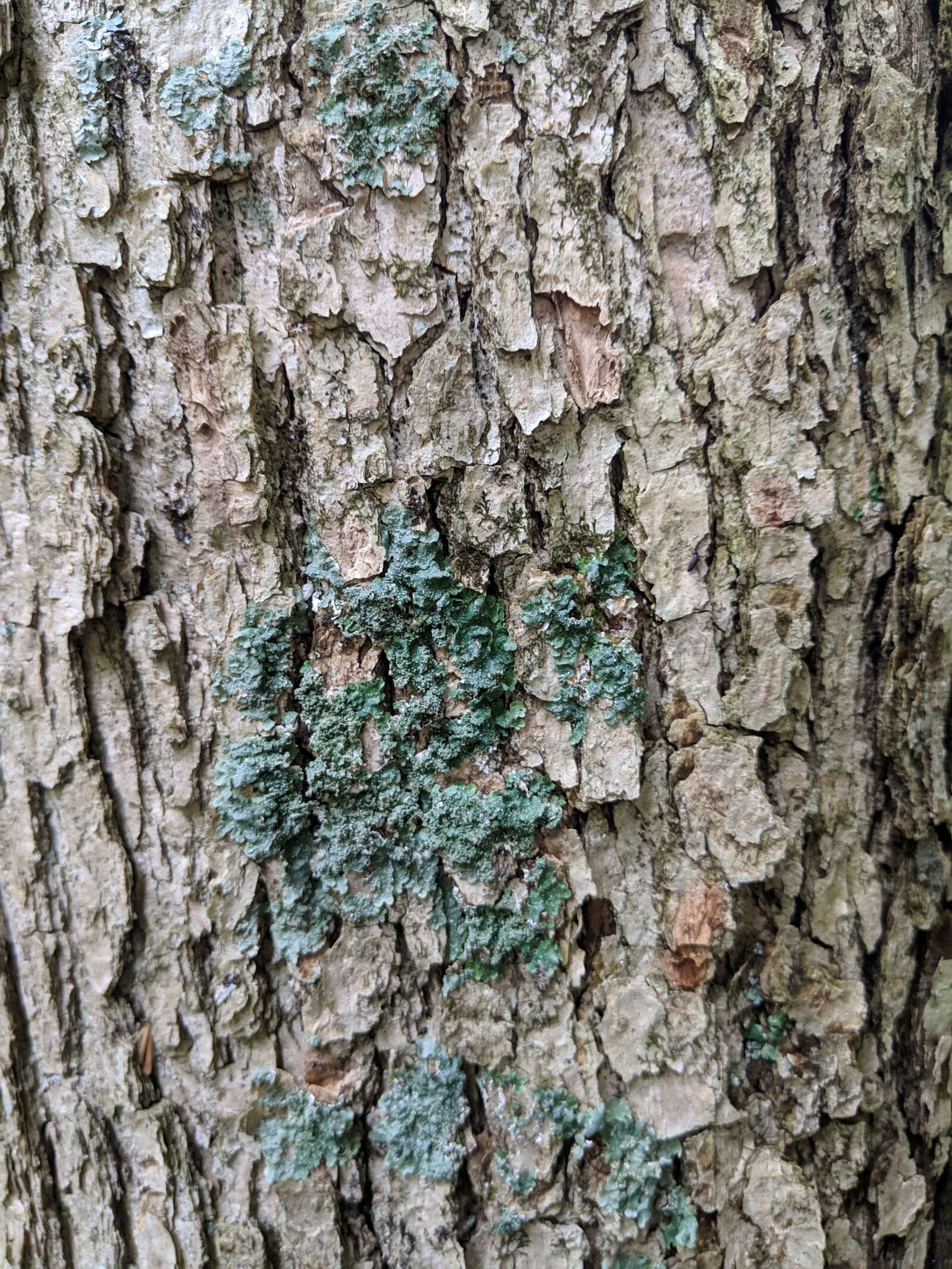 Google Pixel 2 sample photo. Bark, tree bark, texture photography