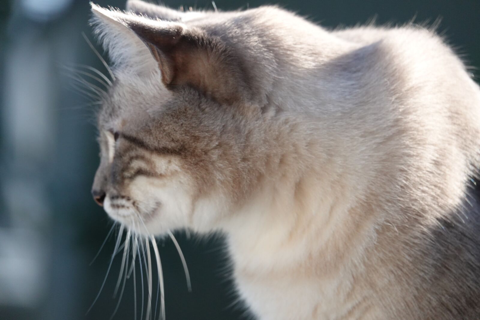 Sony Cyber-shot DSC-RX10 IV sample photo. Cat, feline, outdoors photography