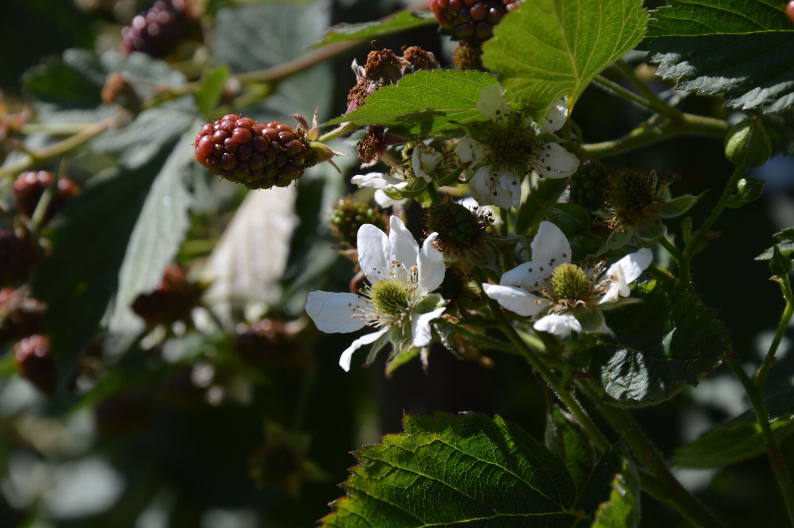 Nikon D3200 sample photo. Blackberry, blossom, bloom photography