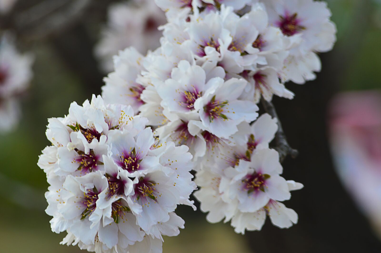Nikon D3200 sample photo. Almond flowers, almond blossom photography
