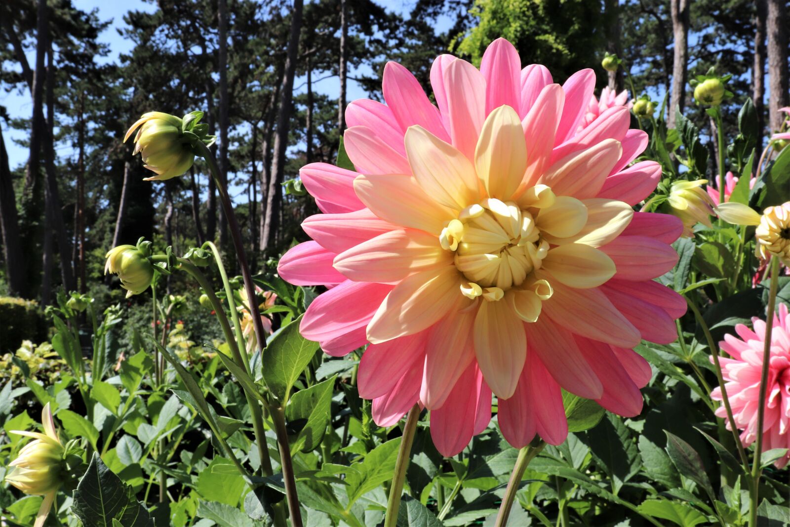 Canon EOS 800D (EOS Rebel T7i / EOS Kiss X9i) sample photo. Dahlias, flowers, plants photography