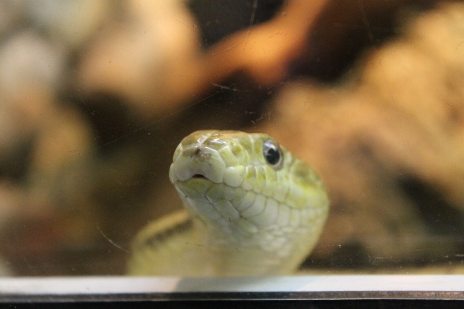 Canon EOS 1100D (EOS Rebel T3 / EOS Kiss X50) sample photo. Snake, zoo, reptile photography