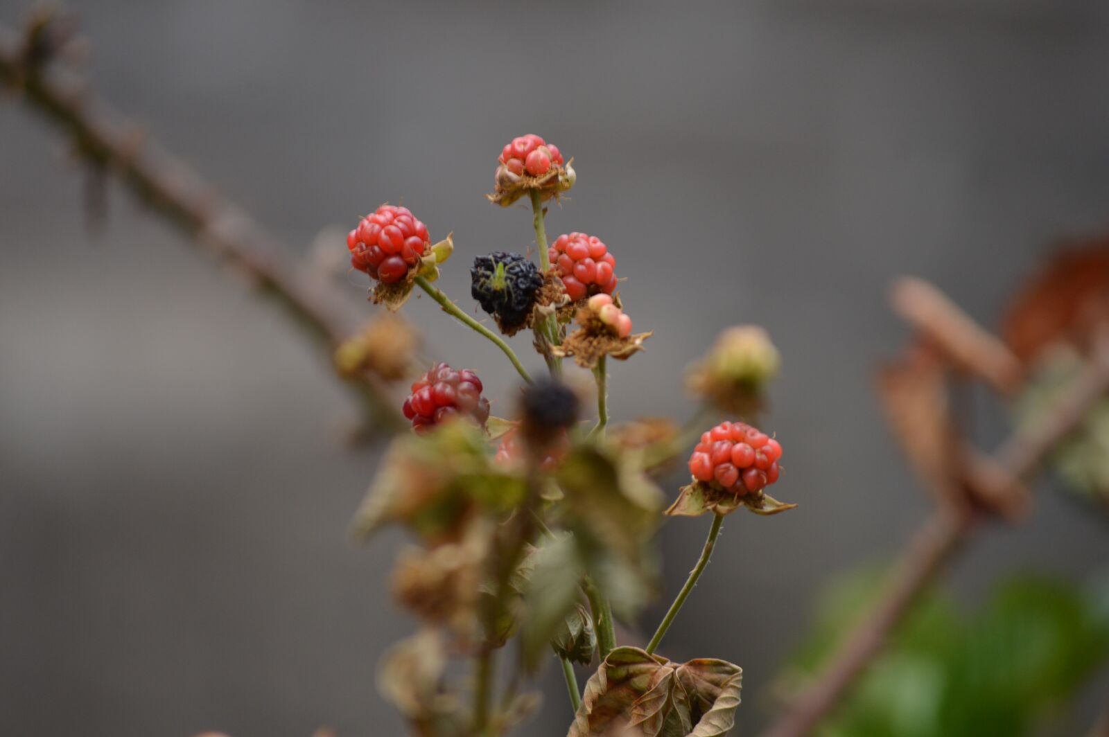 Nikon D3200 sample photo. Berries, fruit, healthy photography