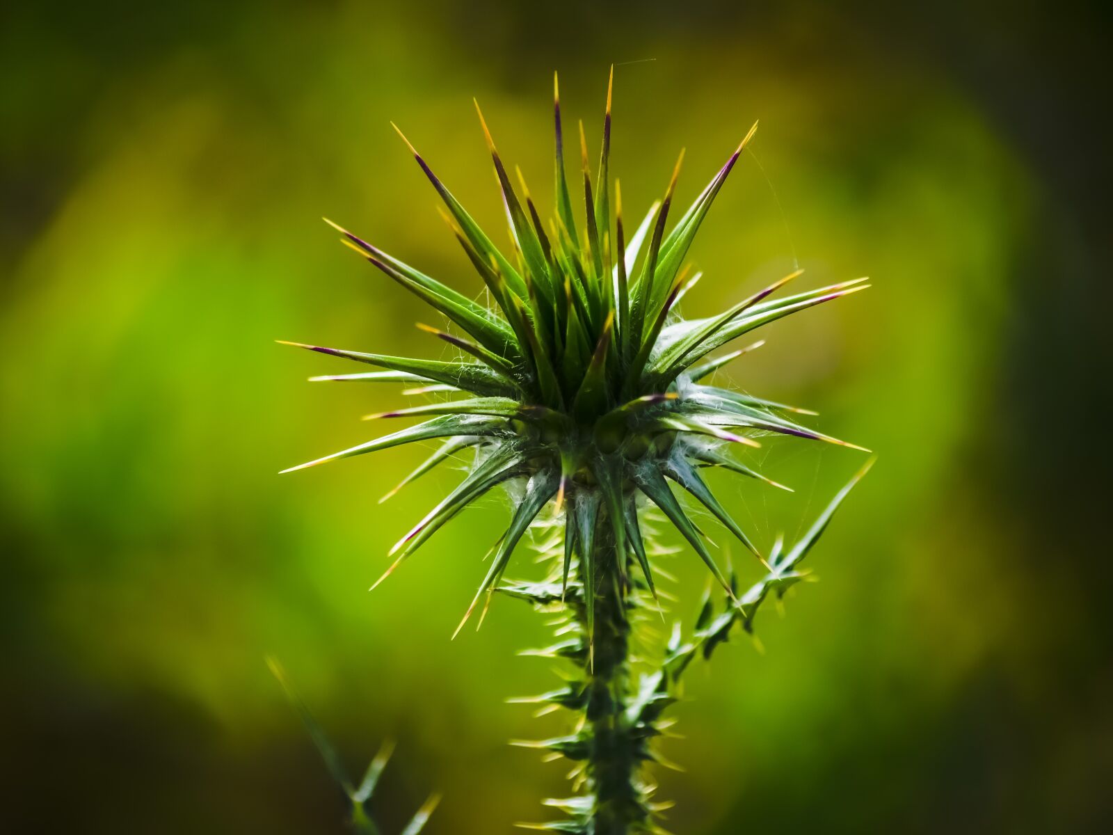 Nikon D3300 sample photo. Thistle, thorns, nature photography
