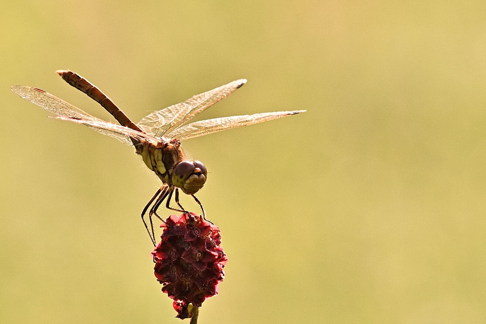 Nikon D5200 sample photo. Insect, dragonfly, red heath photography