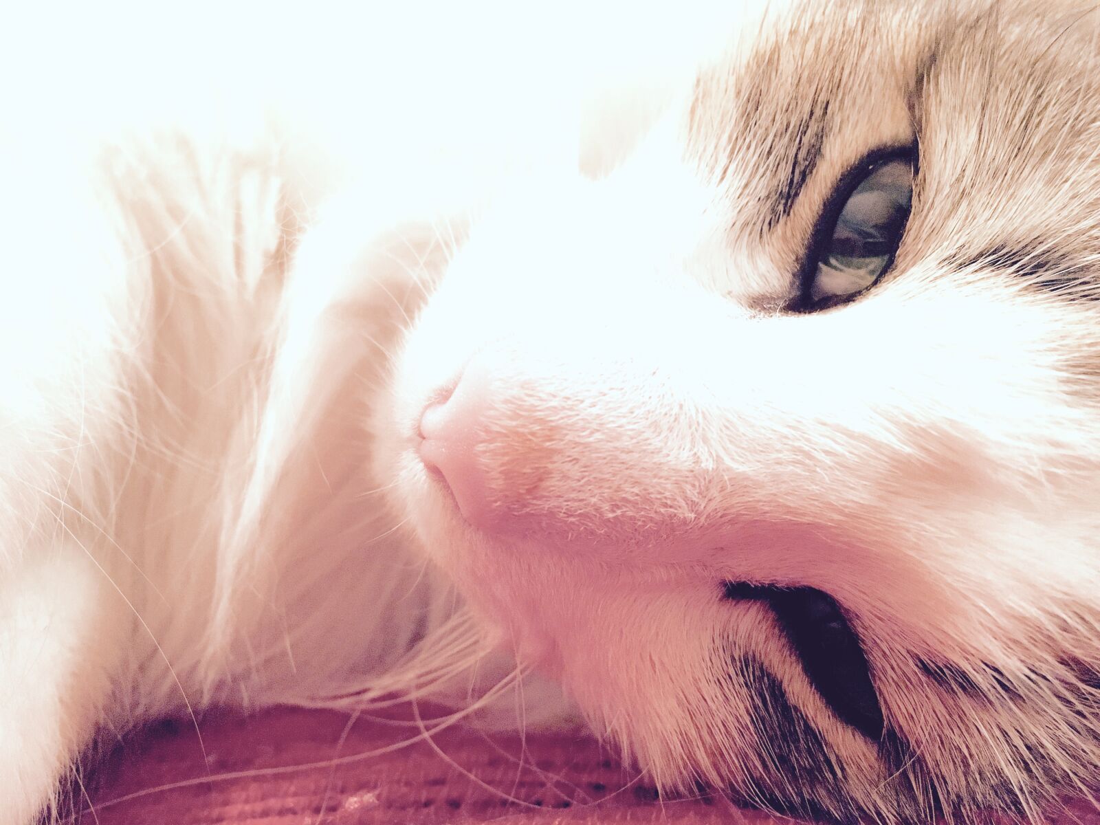 Apple iPhone 6s sample photo. Cat, lazy, night, sleepy photography