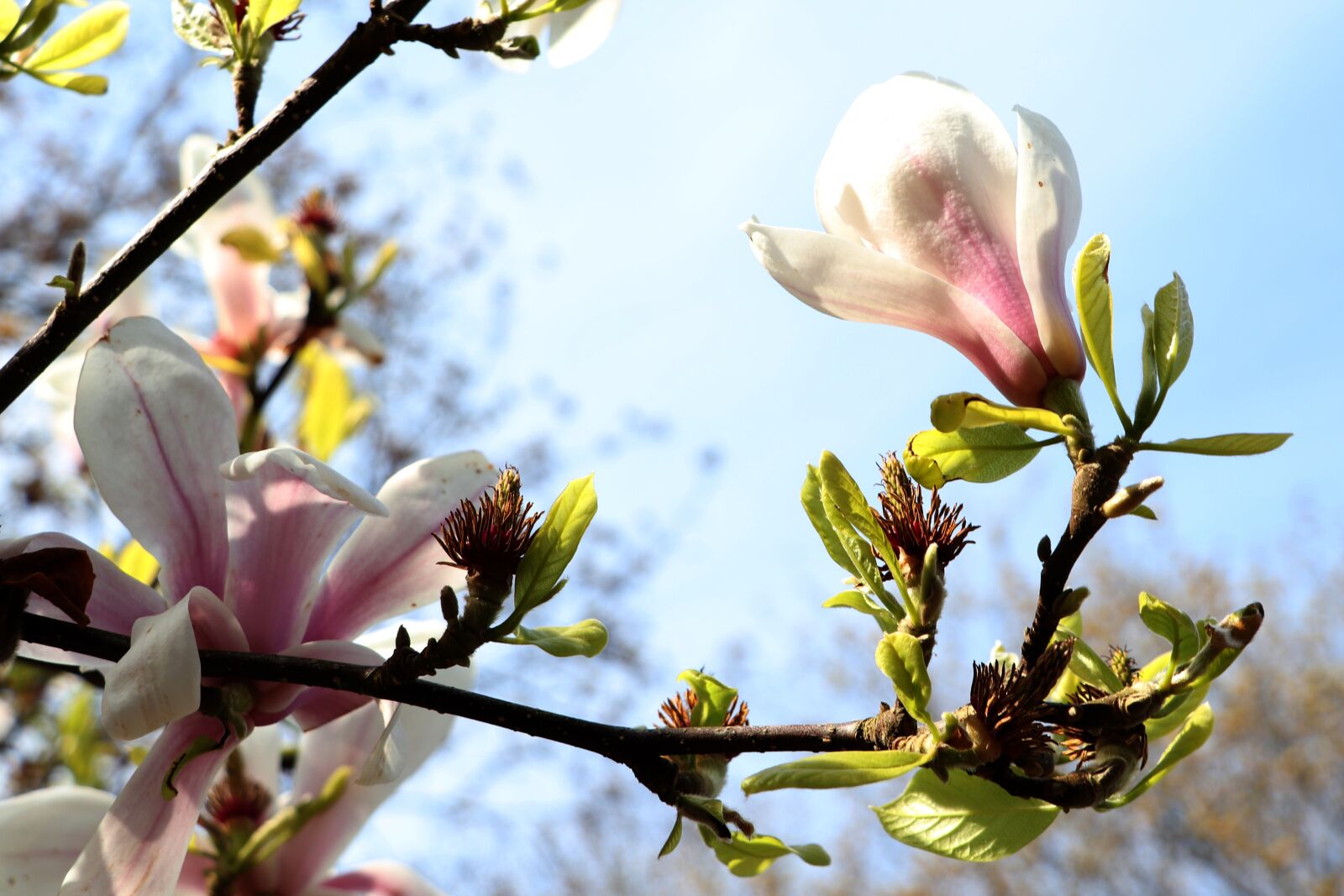 Canon EOS 77D (EOS 9000D / EOS 770D) sample photo. Magnolia, garden, flower photography