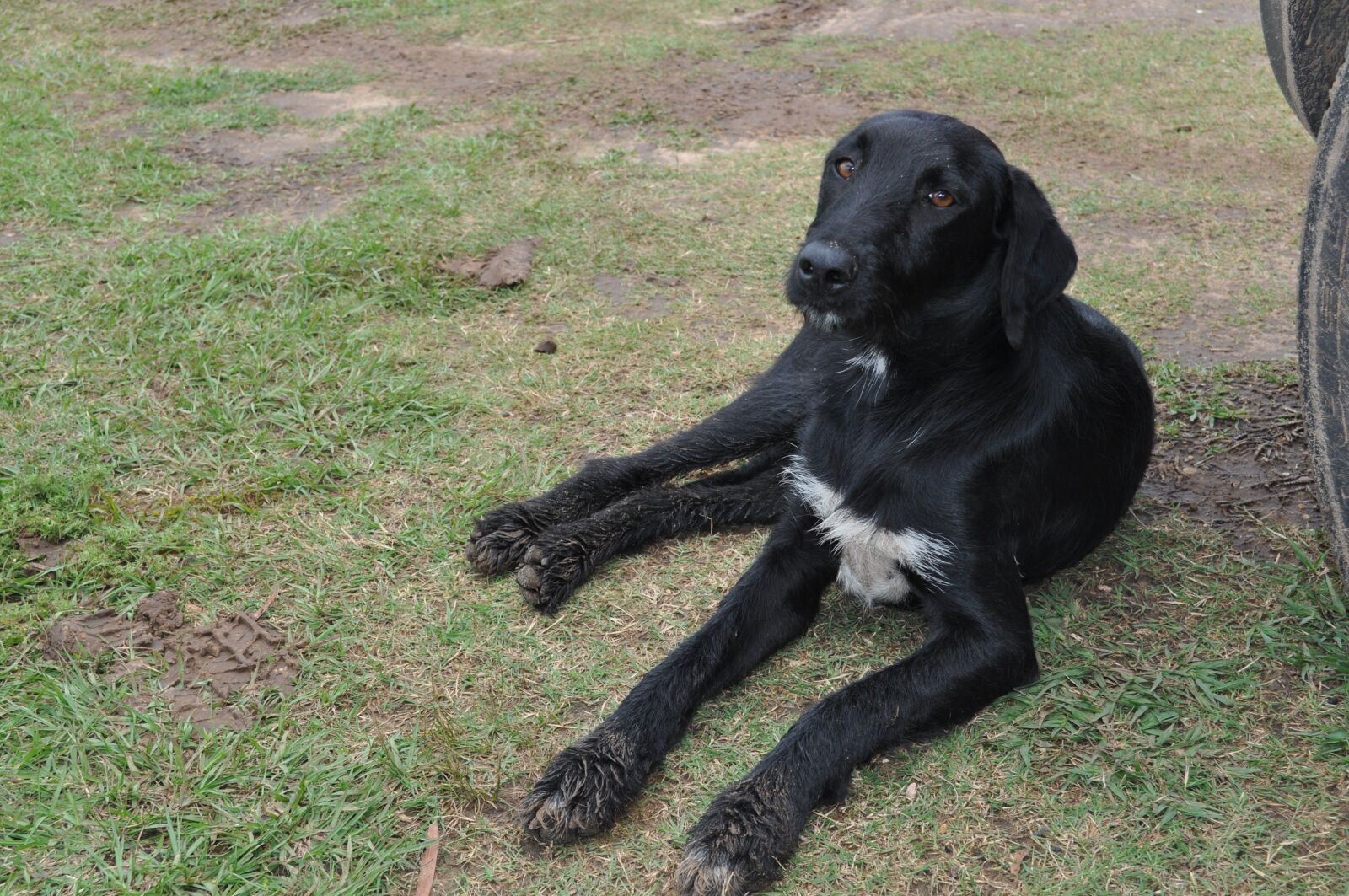 Nikon D5000 sample photo. Dog, grass, animal photography