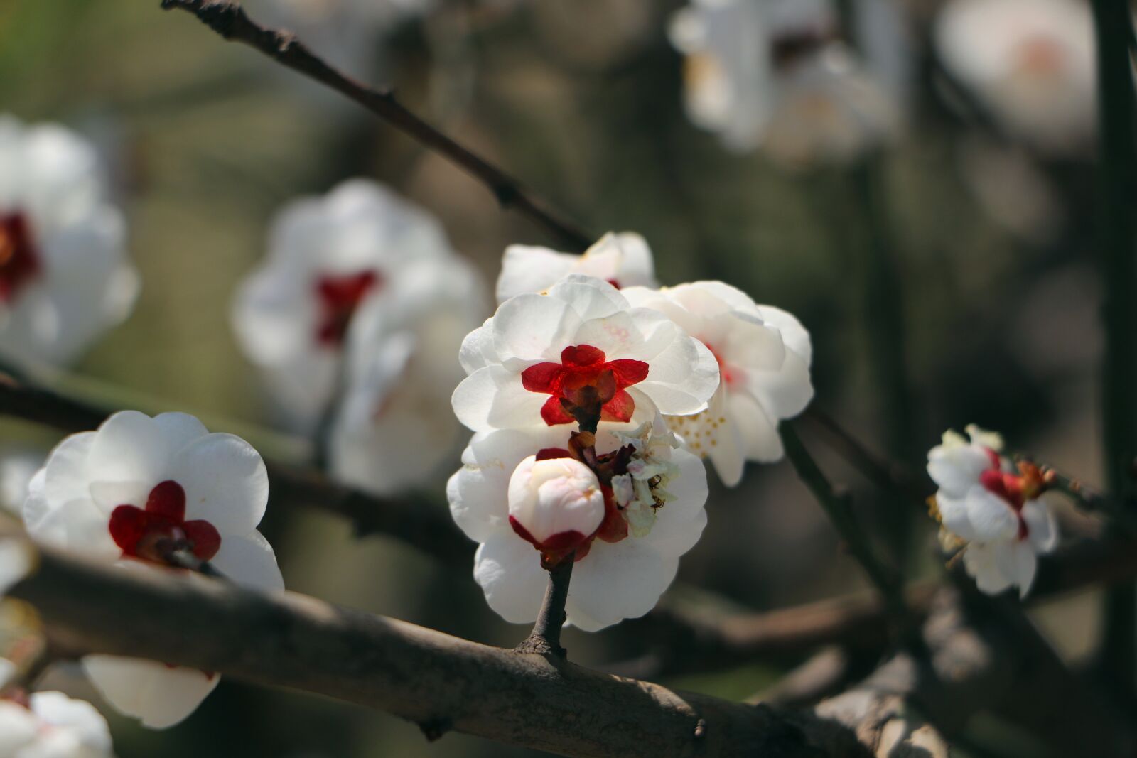Canon EOS 70D sample photo. Natural, flower, close-up photography