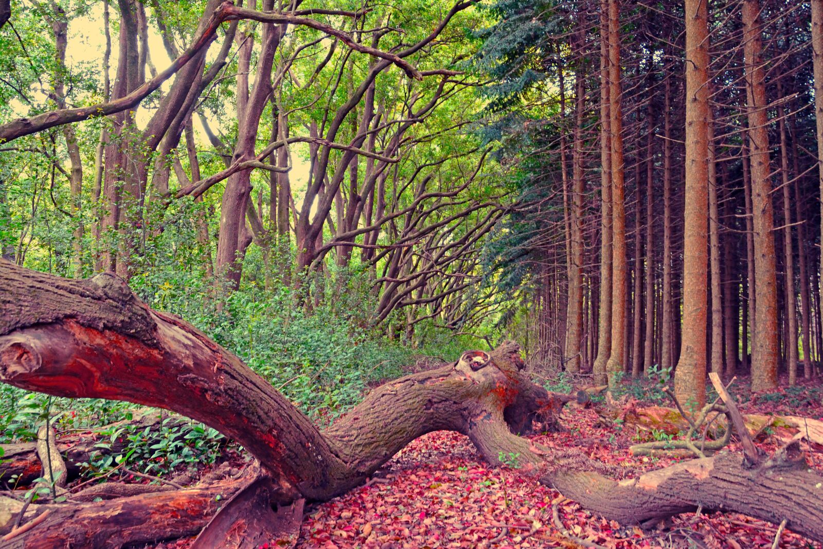 Nikon D7100 sample photo. Forest, autumn, nature photography