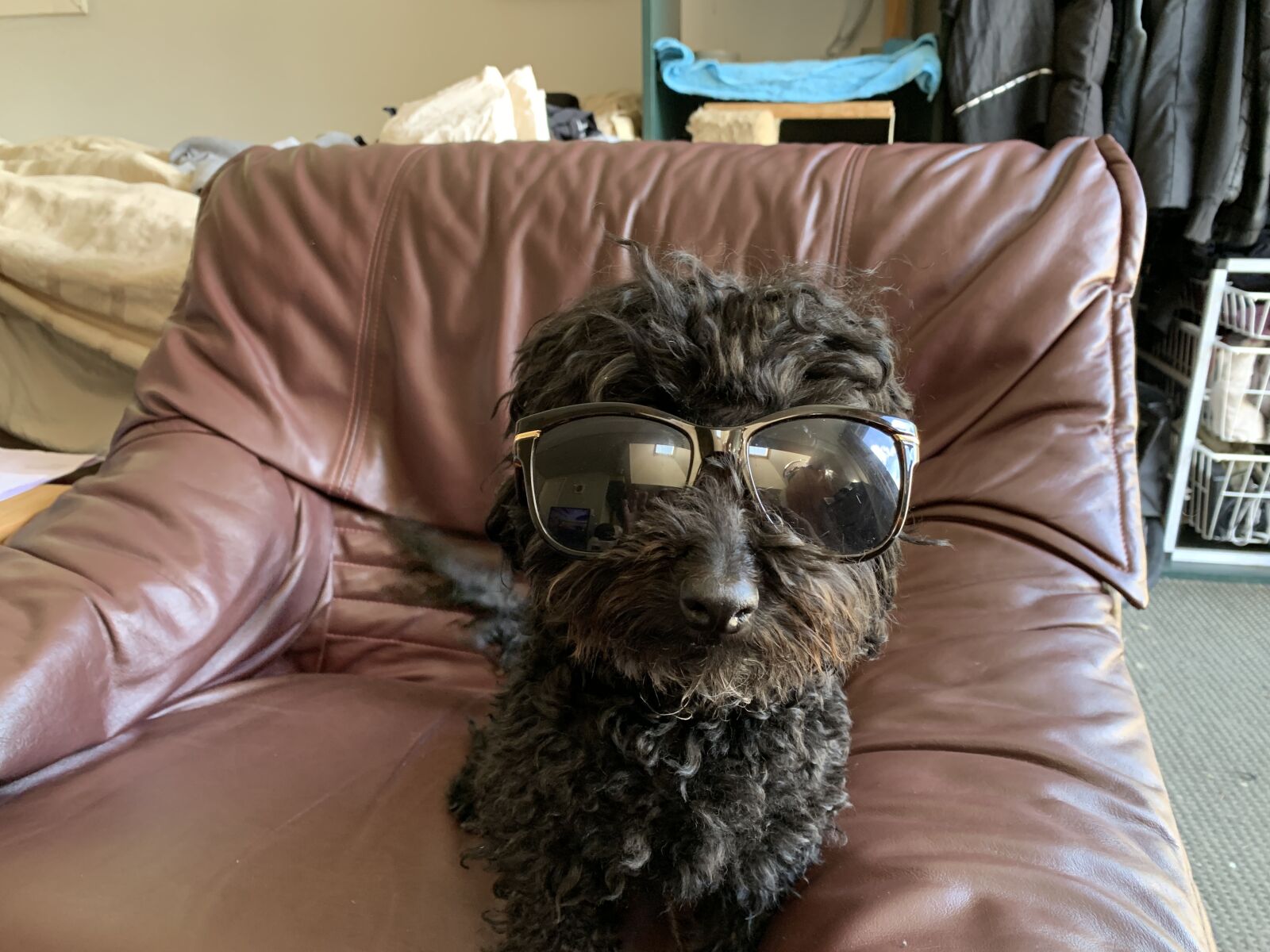 iPhone XS back dual camera 4.25mm f/1.8 sample photo. Cool, coolest, dog photography