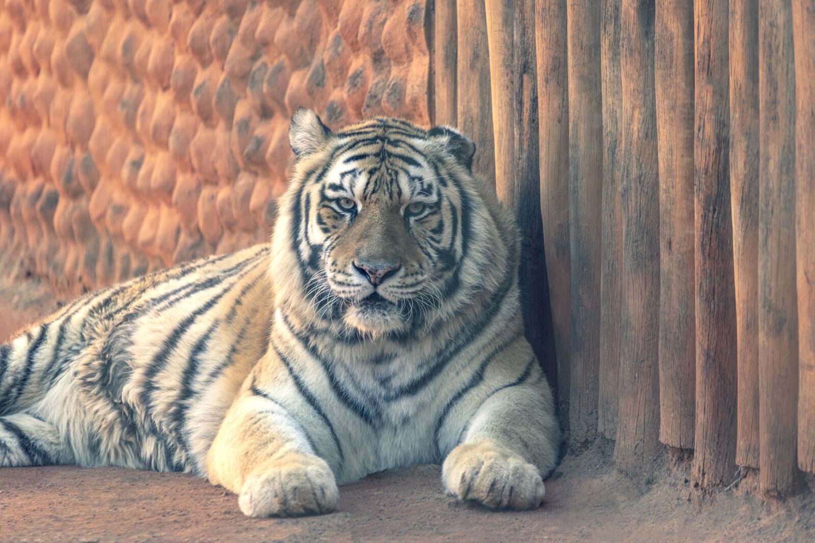 Canon EOS 80D sample photo. Tiger, animal, nature photography