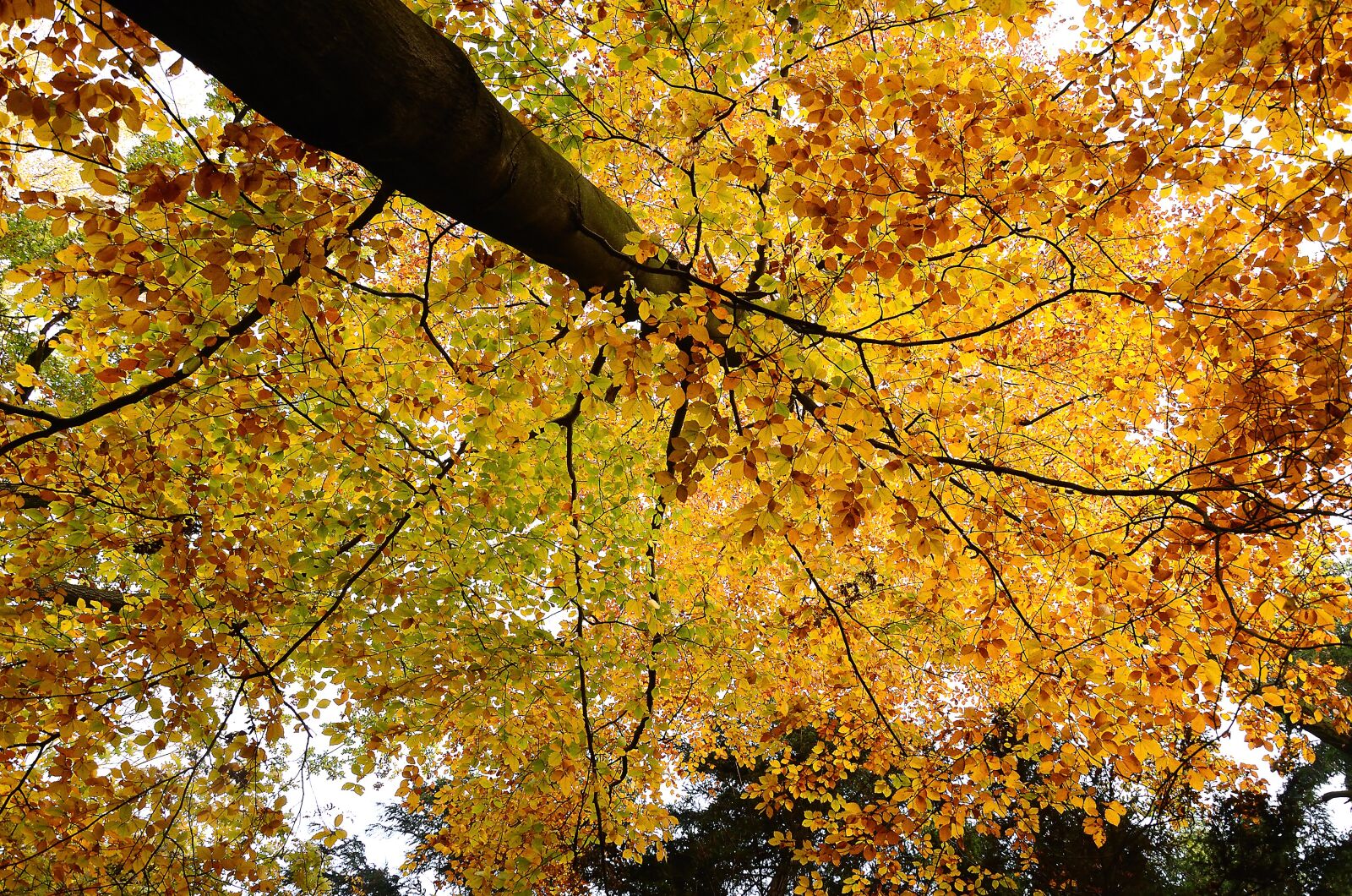 Nikon D7000 sample photo. Autumn forest, fall foliage photography