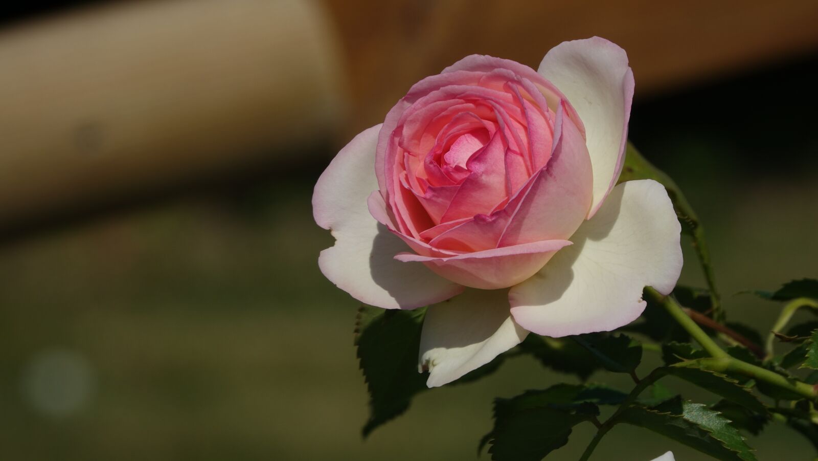 Sony Cyber-shot DSC-RX10 III sample photo. Pink, summer, field photography