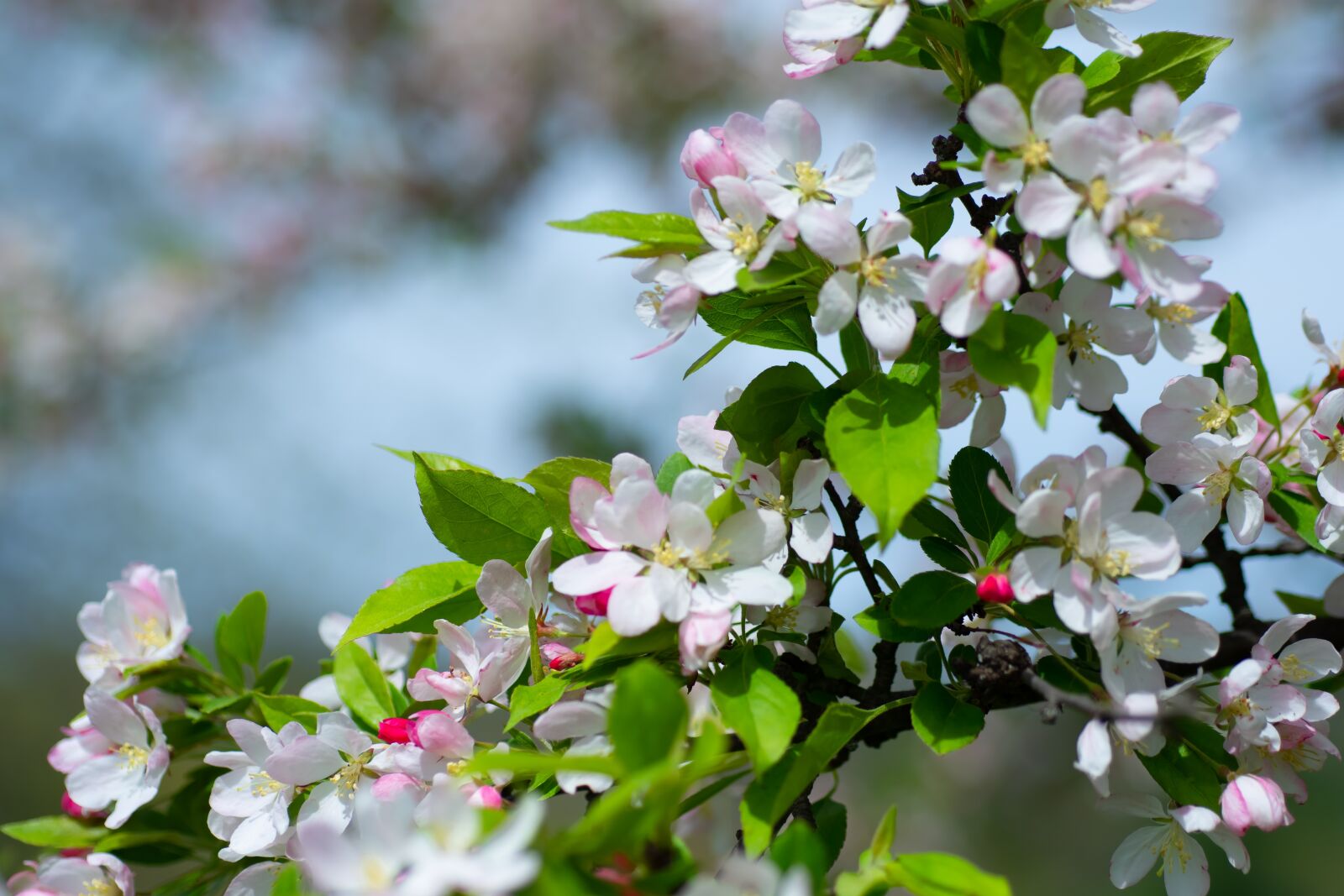 Nikon D500 sample photo. Flowers, tree, spring photography