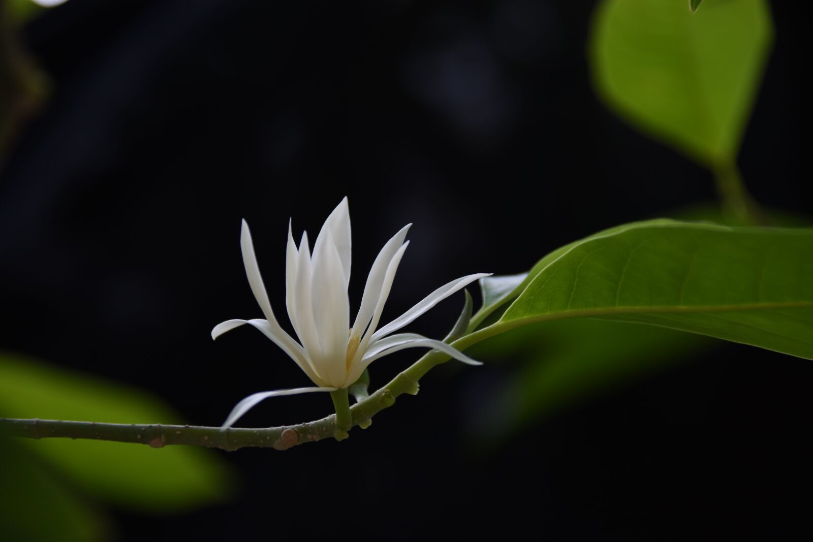 Nikon D7200 sample photo. Hoa ngoc lan, nice photography