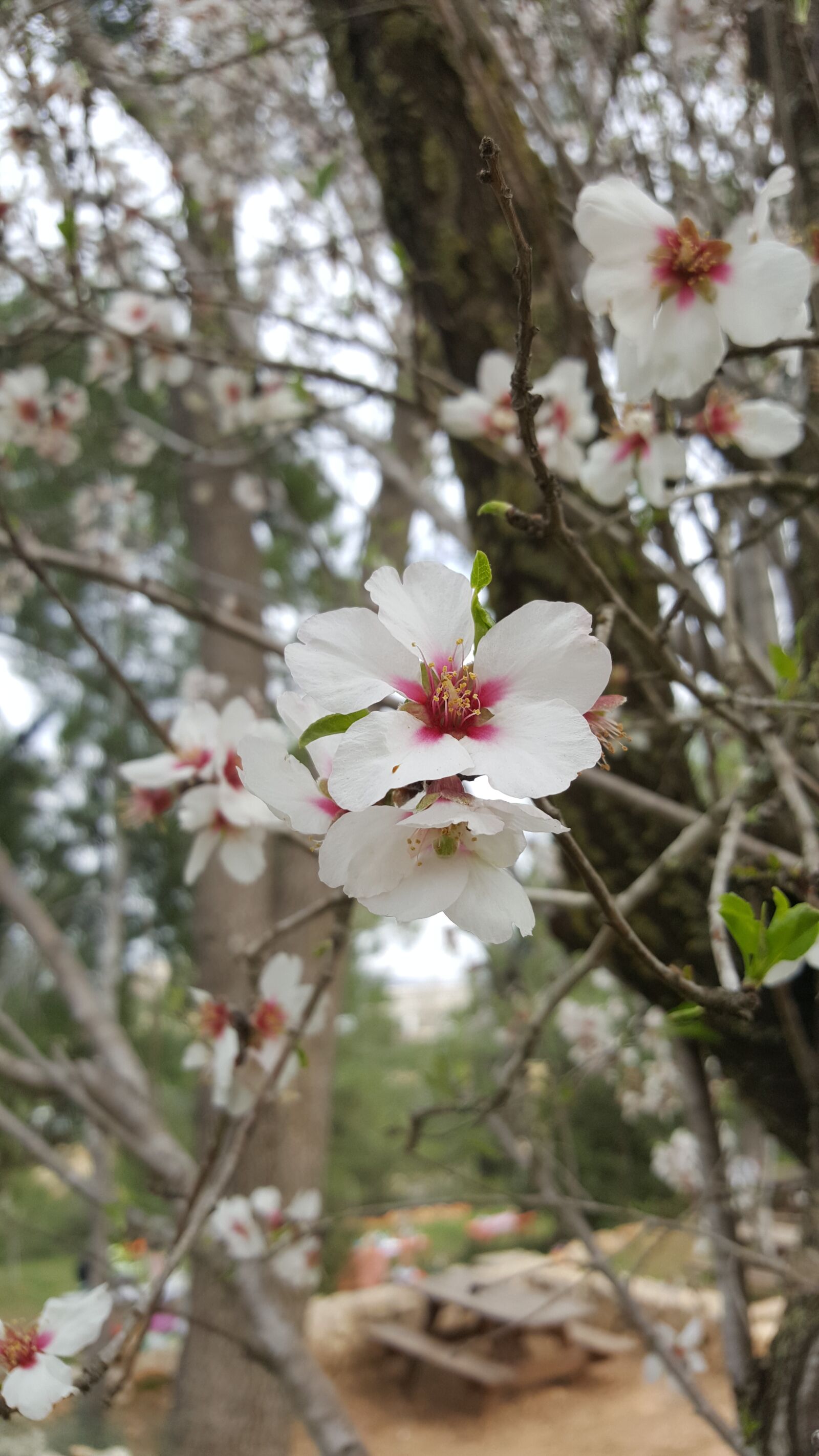 Samsung Galaxy S6 sample photo. Tree, branch, nature photography