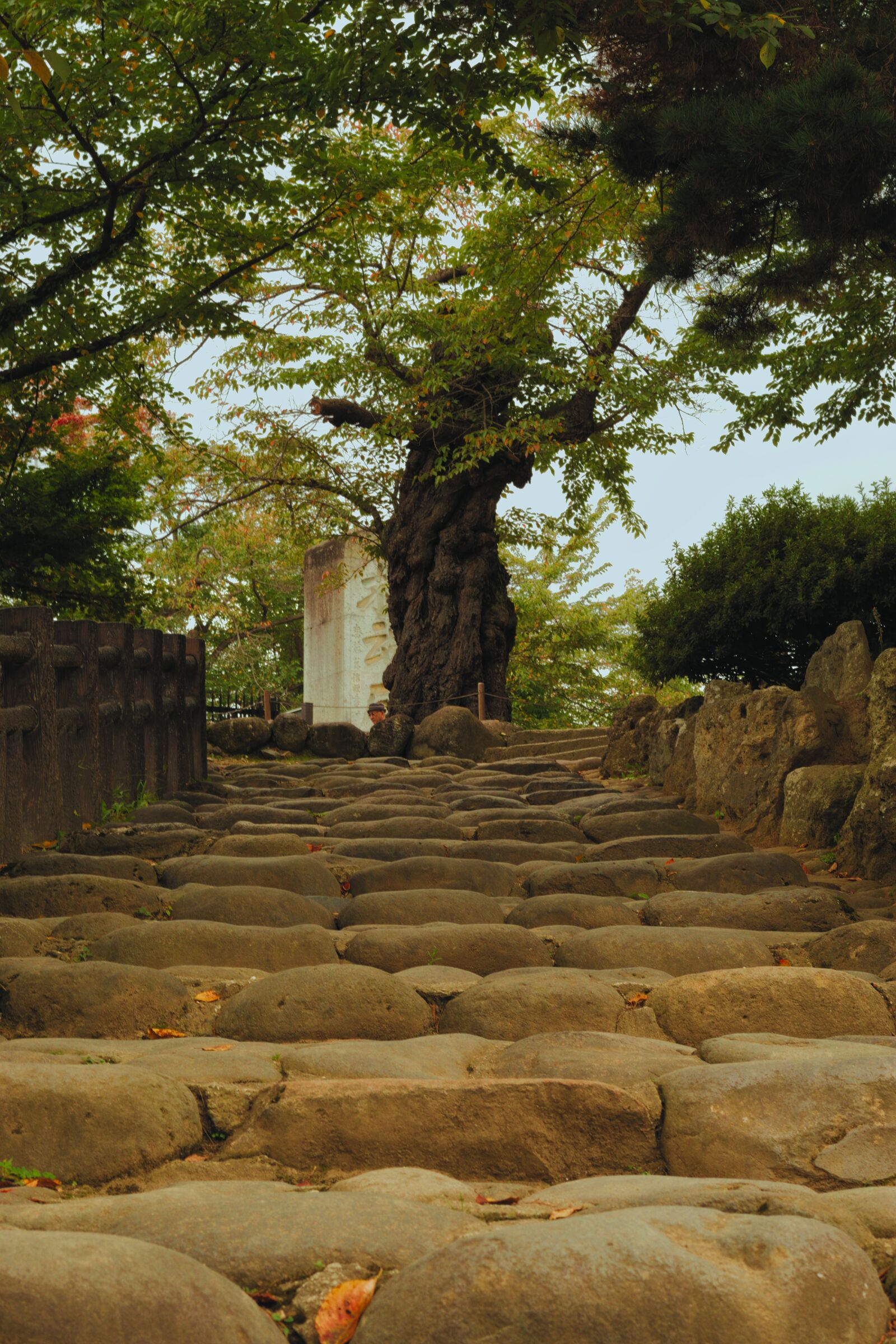 Canon EOS 200D (EOS Rebel SL2 / EOS Kiss X9) + Canon EF 50mm F1.8 STM sample photo. Tree, steps, stone photography