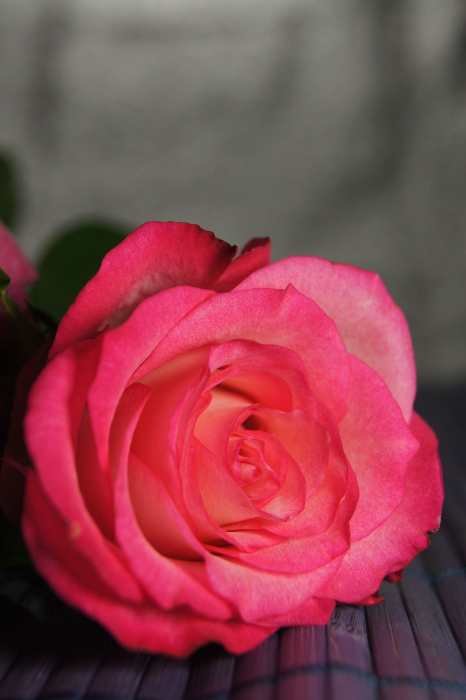 Sony Alpha DSLR-A550 sample photo. Nature, flower, map photography