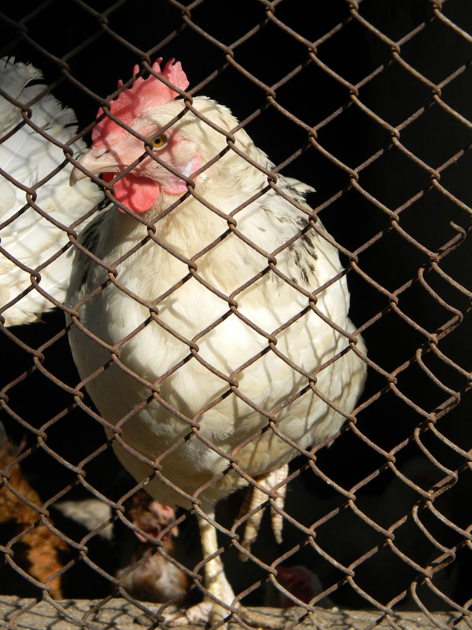 Nikon Coolpix L110 sample photo. Chicken, cock, bird photography