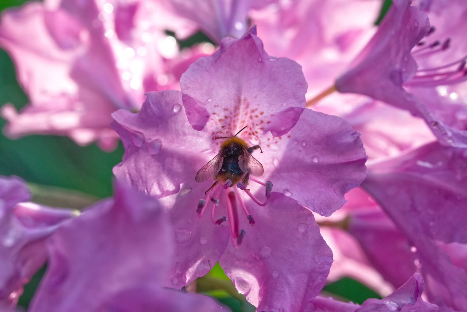 Nikon D5300 sample photo. Hummel, flower, nature photography