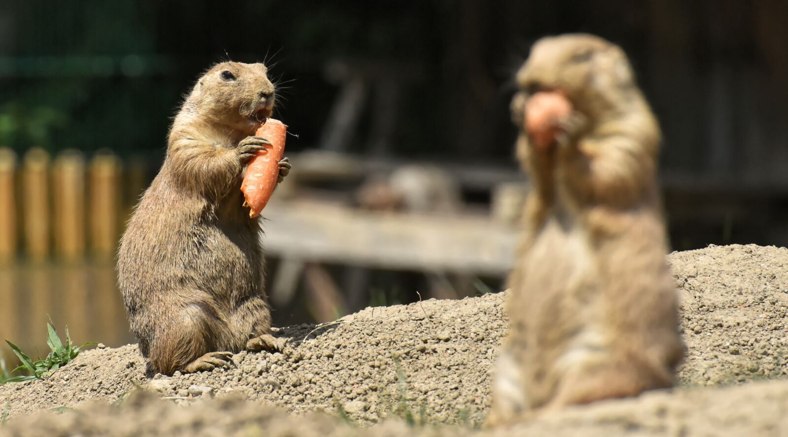 Nikon D7200 sample photo. Prairie dogs, nager, rodents photography