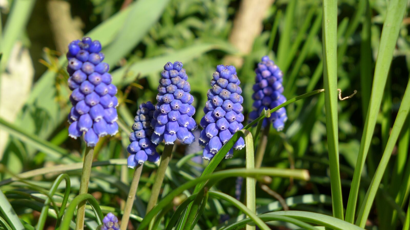 Panasonic Lumix DMC-LX7 sample photo. Grape hyacinth, onion flowers photography
