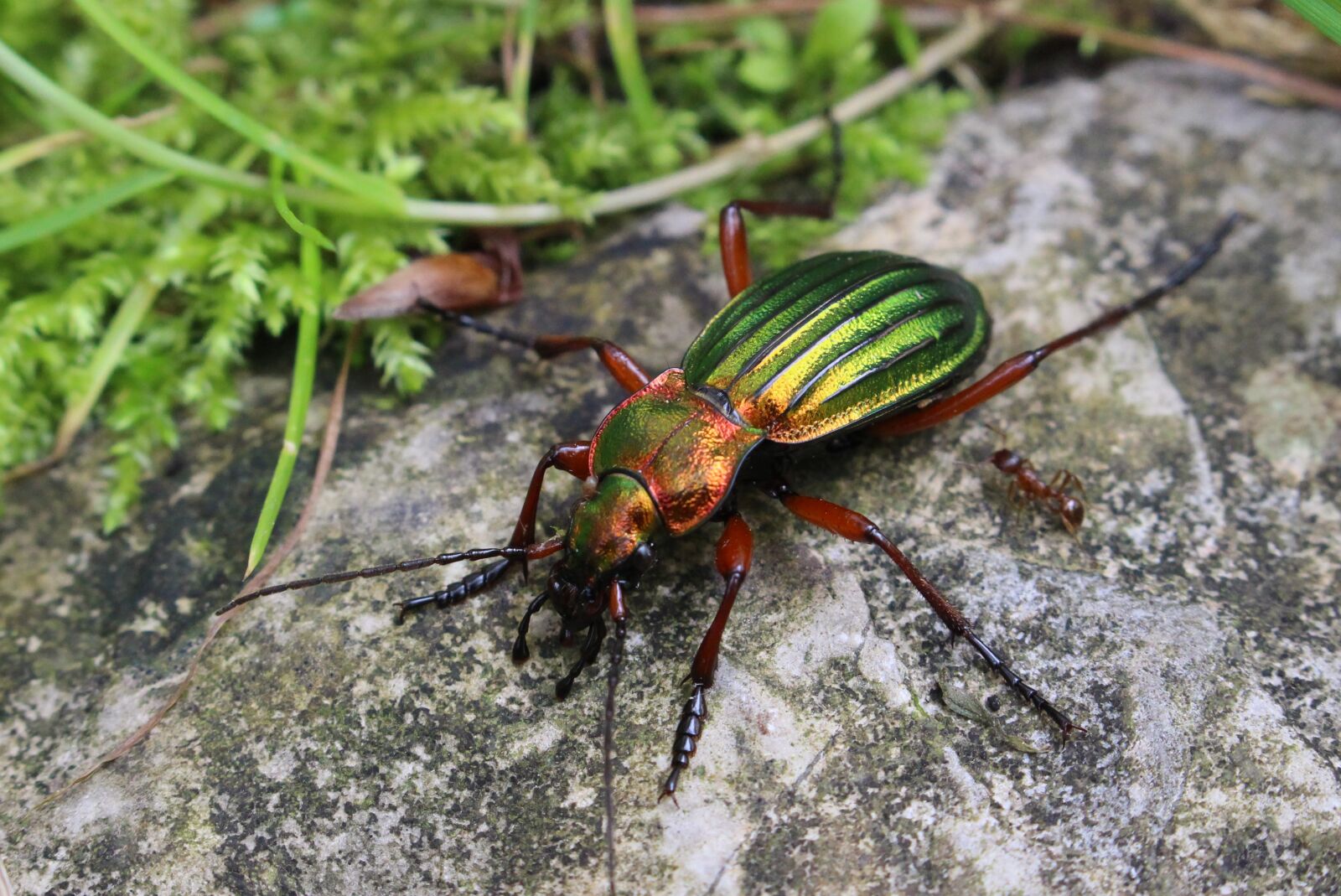Canon EOS 100D (EOS Rebel SL1 / EOS Kiss X7) sample photo. Beetle, nature, stone photography