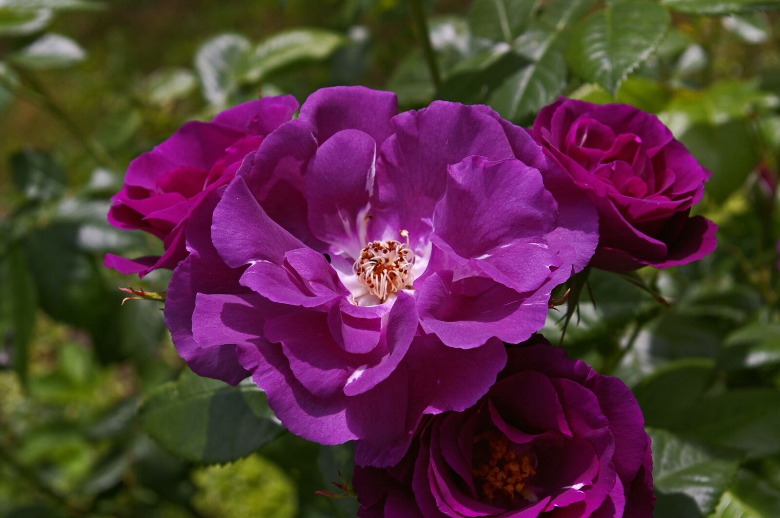 Pentax *ist DL2 sample photo. Rose, rhapsody in blue photography